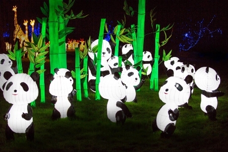 Panda lanterns